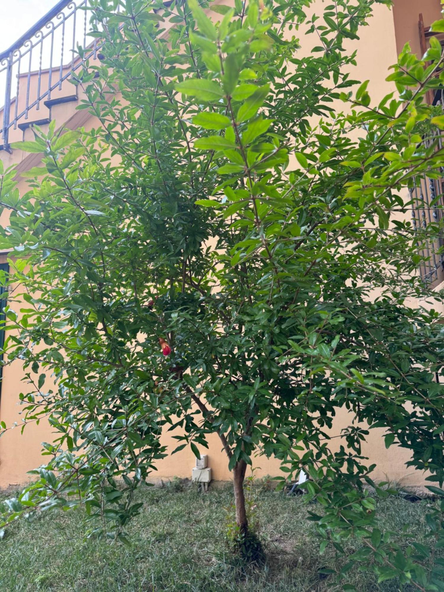 Appartamento La Casa Di Grace Firenze Esterno foto